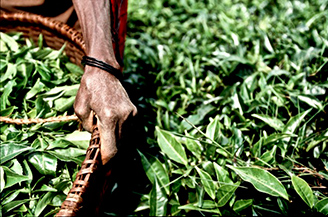 Mujeres rurales Mujeres rurales