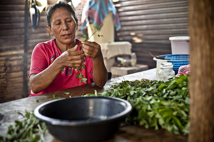 María Tránsito Peréz Ramírez cosechando maíz, es campesina de la comunidad La Lupita e integrante de la asociación Madre Tierra. María Tránsito Peréz Ramírez cosechando maíz, es campesina de la comunidad La Lupita e integrante de la asociación Madre Tierra.