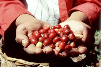 Café Tierra Madre Café Tierra Madre