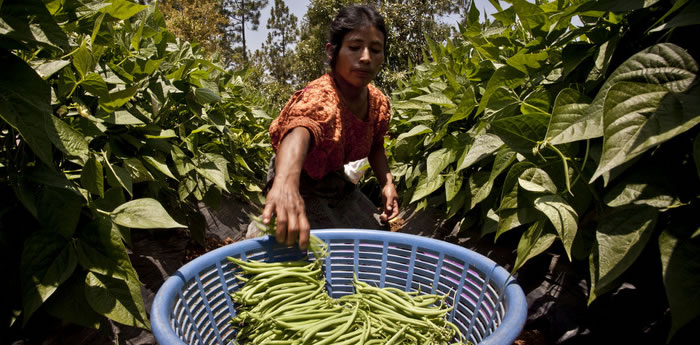 Pahola Ixcotayac de la comunidad de Pamaria, recogiendo guisantes. (c) Pablo Tosco / Oxfam Intermón Pahola Ixcotayac de la comunidad de Pamaria, recogiendo guisantes. (c) Pablo Tosco / Oxfam Intermón